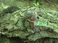 Hanging Rock State Park North Carolina a Snail we found on the way up
